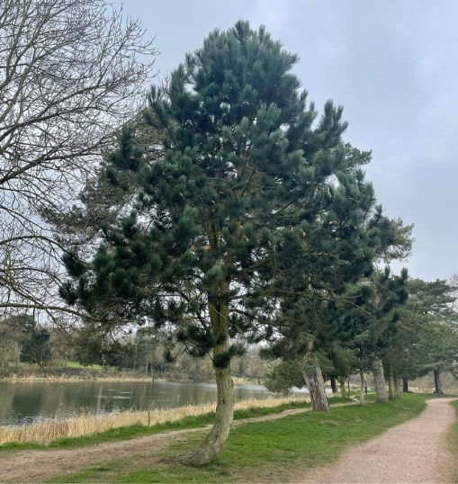 This is a photo of a Tree in Hastings that has recently had crown reduction carried out. Works were undertaken by Hastings Tree Care