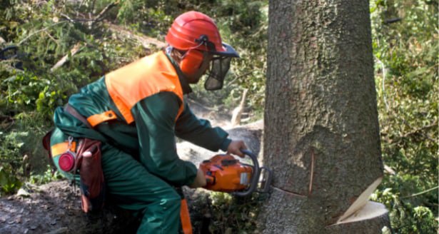 This is a photo of a tree being cut down in Hastings. All works are being undertaken by Hastings Tree Care