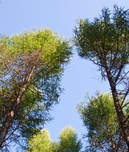 This is a photo of over grown trees needing crown reduction in Hastings.