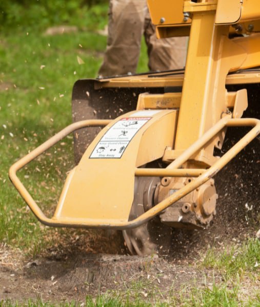 This is a photo of stump grinding being carried in Hastings. All works are being undertaken by Hastings Tree Care